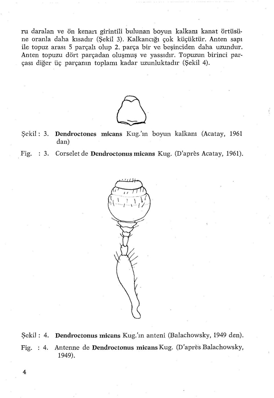 Topuzun birinci parçası diğer üç parçanın toplamı kadar uzunluktadır (Şekil 4). Şekil: 3. Dendroctones micans Kug.'ın boyun kalkarn (Acatay, 1961 dan) Fig.