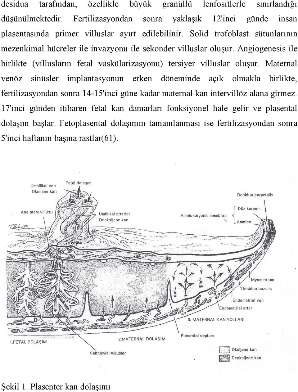 Maternal venöz sinüsler implantasyonun erken döneminde açık olmakla birlikte, fertilizasyondan sonra 14-15'inci güne kadar maternal kan intervillöz alana girmez.