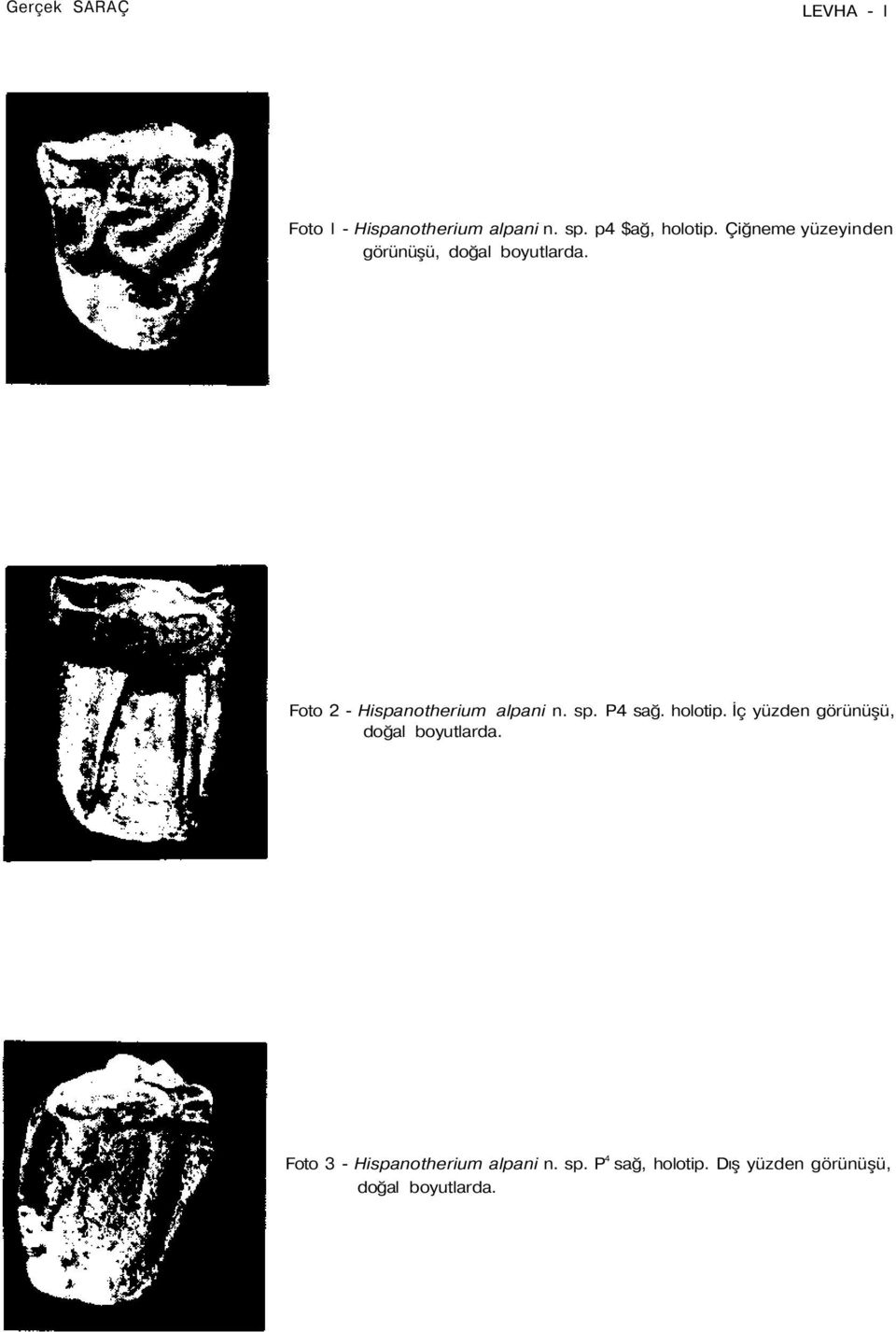 Foto 2 - Hispanotherium alpani n. sp. P4 sağ. holotip.