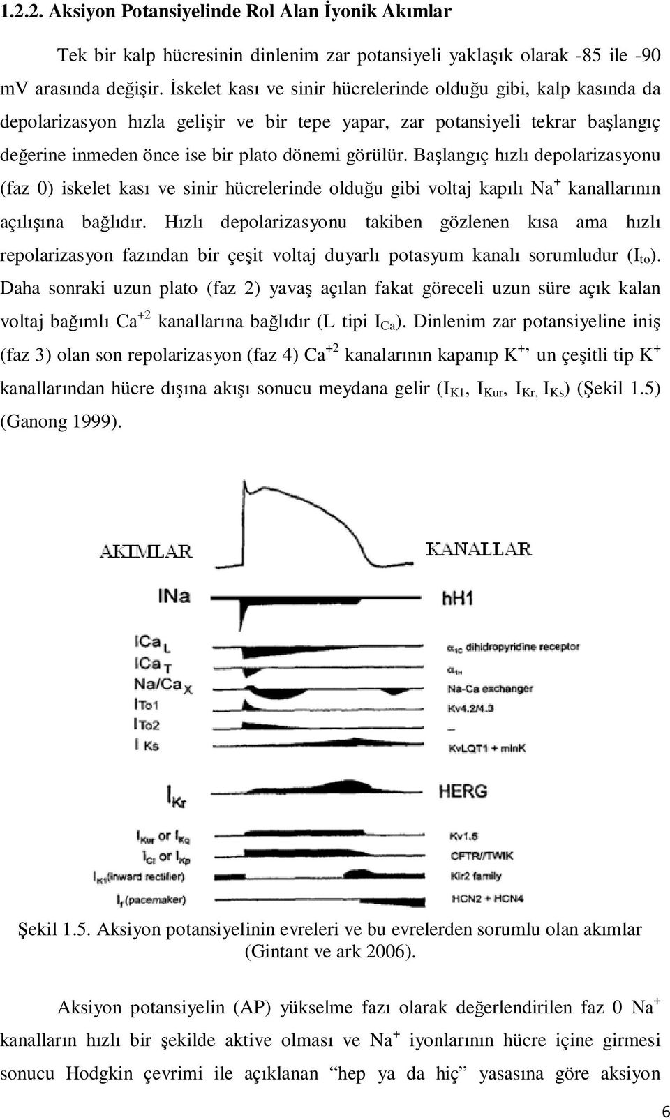 Başlangıç hızlı depolarizasyonu (faz 0) iskelet kası ve sinir hücrelerinde olduğu gibi voltaj kapılı Na + kanallarının açılışına bağlıdır.