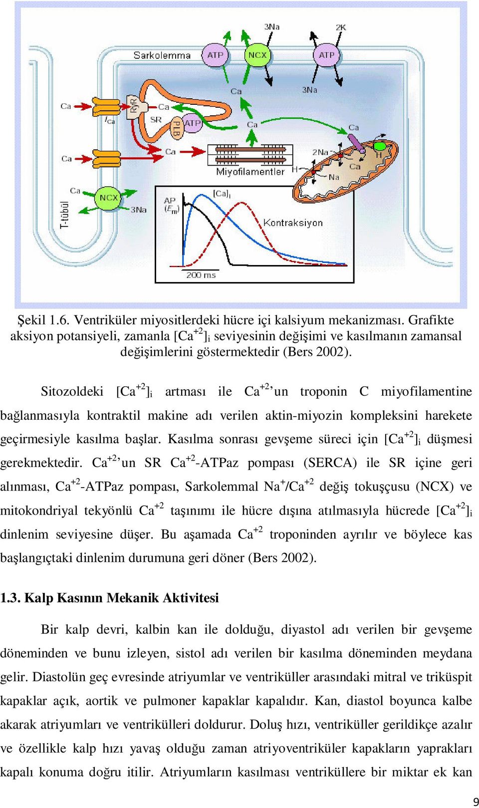 Sitozoldeki [Ca +2 ] i artması ile Ca +2 un troponin C miyofilamentine bağlanmasıyla kontraktil makine adı verilen aktin-miyozin kompleksini harekete geçirmesiyle kasılma başlar.