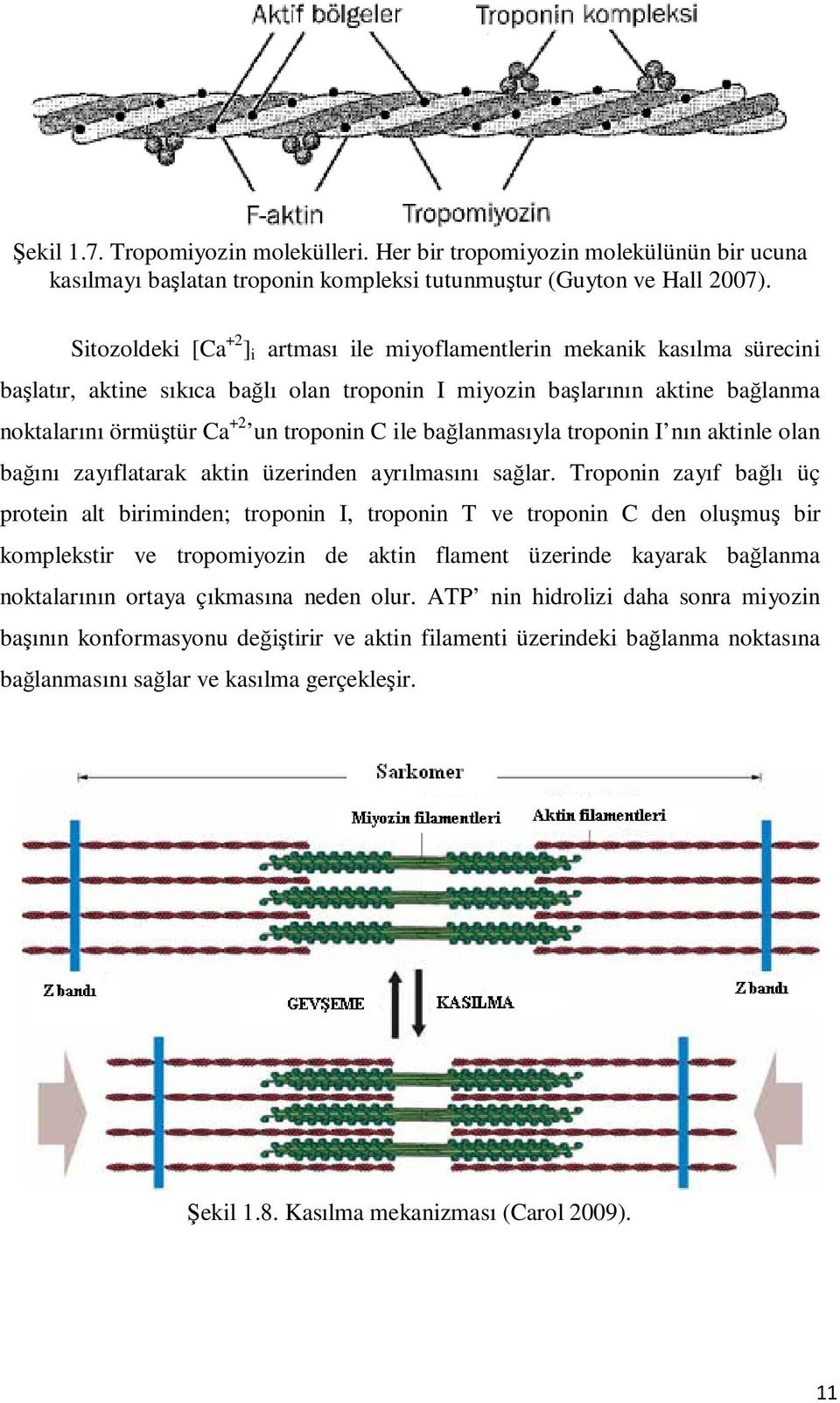 ile bağlanmasıyla troponin I nın aktinle olan bağını zayıflatarak aktin üzerinden ayrılmasını sağlar.