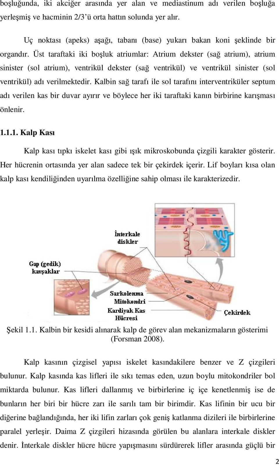 Üst taraftaki iki boşluk atriumlar: Atrium dekster (sağ atrium), atrium sinister (sol atrium), ventrikül dekster (sağ ventrikül) ve ventrikül sinister (sol ventrikül) adı verilmektedir.