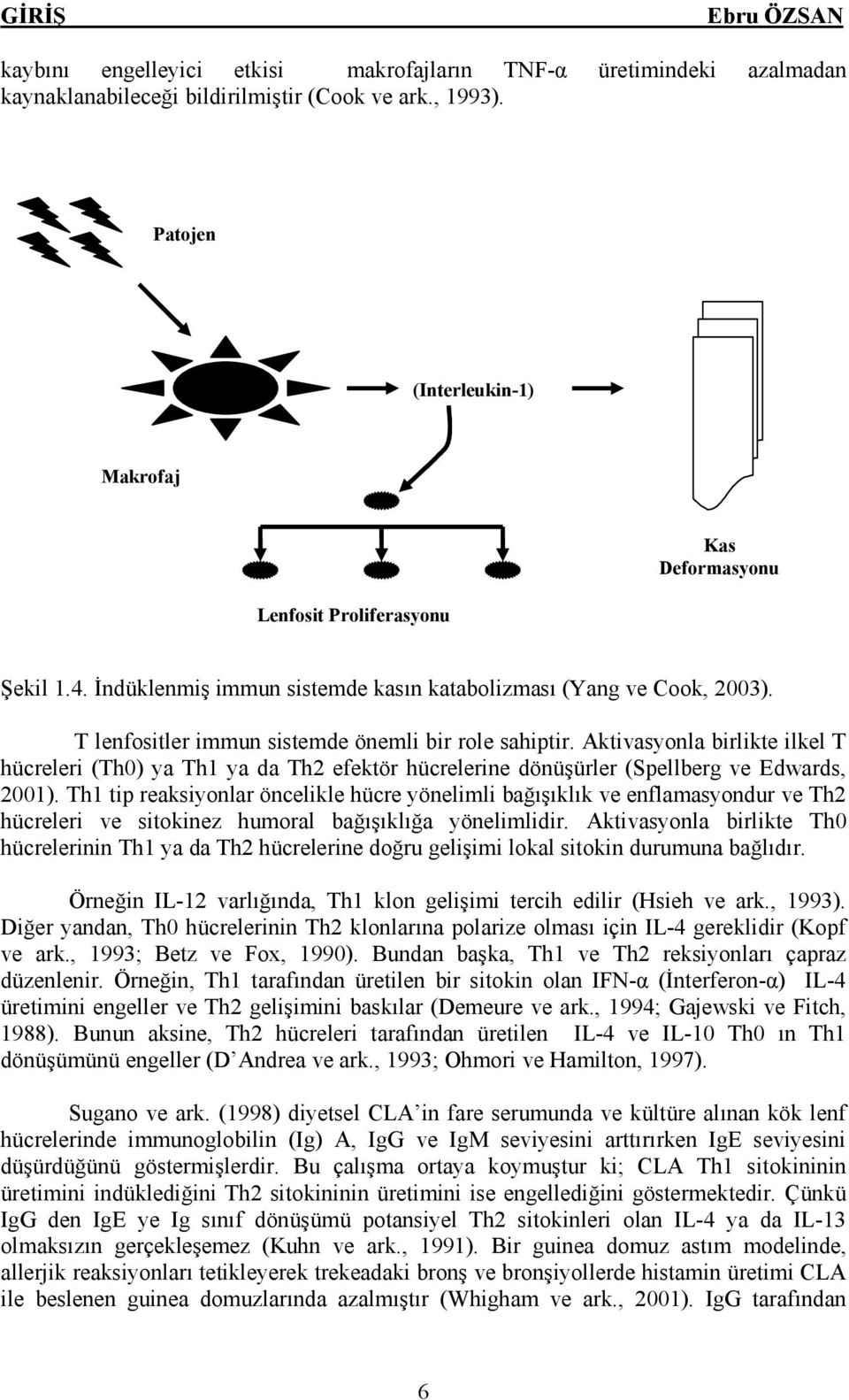 T lenfositler immun sistemde önemli bir role sahiptir. Aktivasyonla birlikte ilkel T hücreleri (Th0) ya Th1 ya da Th2 efektör hücrelerine dönüşürler (Spellberg ve Edwards, 2001).