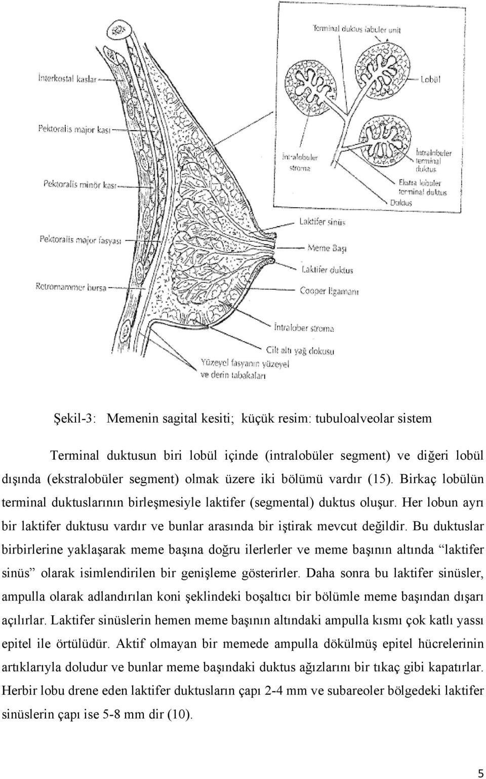 Bu duktuslar birbirlerine yaklaşarak meme başına doğru ilerlerler ve meme başının altında laktifer sinüs olarak isimlendirilen bir genişleme gösterirler.