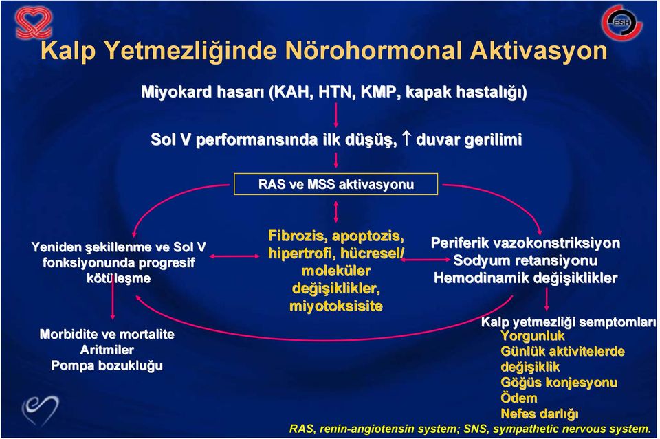 hücresel/ moleküler ler değişiklikler iklikler, miyotoksisite Periferik vazokonstriksiyon Sodyum retansiyonu Hemodinamik değişiklikler iklikler Kalp yetmezliği i