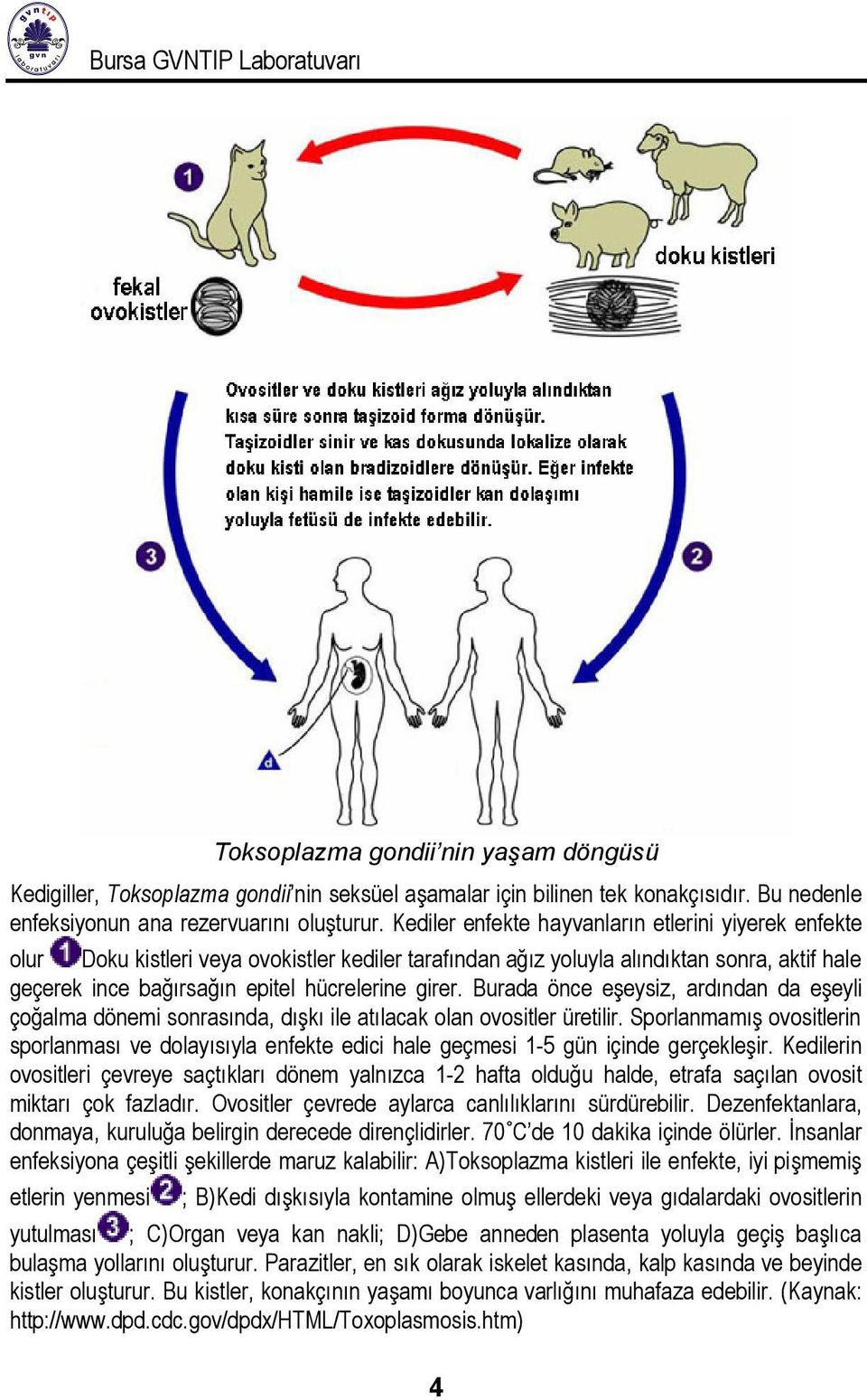 Burada önce eşeysiz, ardından da eşeyli çoğalma dönemi sonrasında, dışkı ile atılacak olan ovositler üretilir.