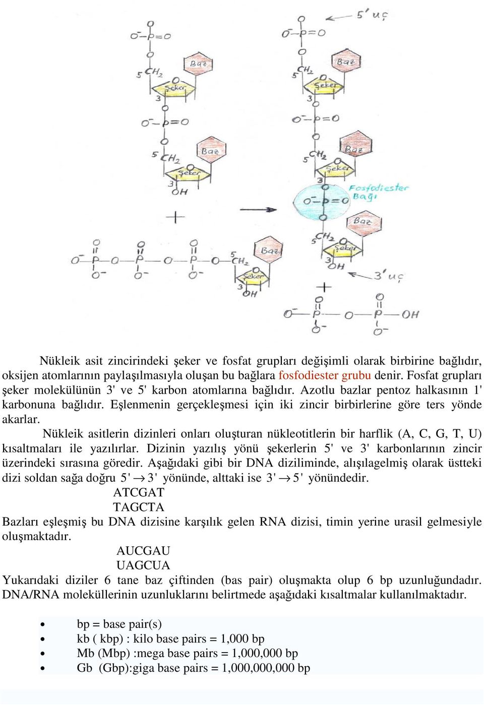 Eşlenmenin gerçekleşmesi için iki zincir birbirlerine göre ters yönde akarlar. Nükleik asitlerin dizinleri onları oluşturan nükleotitlerin bir harflik (A,, G, T, U) kısaltmaları ile yazılırlar.