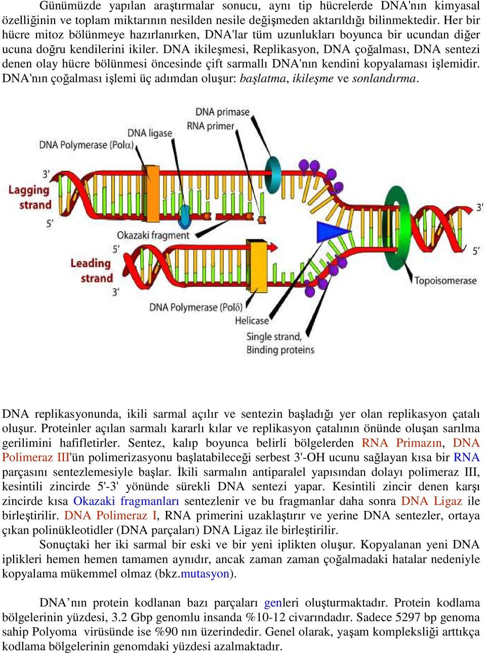 DNA ikileşmesi, Replikasyon, DNA çoğalması, DNA sentezi denen olay hücre bölünmesi öncesinde çift sarmallı DNA'nın kendini kopyalaması işlemidir.