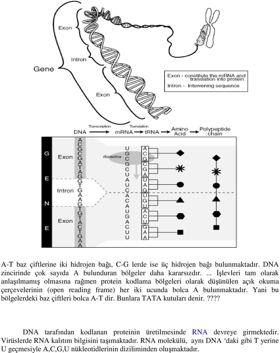 bolca A bulunmaktadır. Yani bu bölgelerdeki baz çiftleri bolca A-T dir. Bunlara TATA kutuları denir.