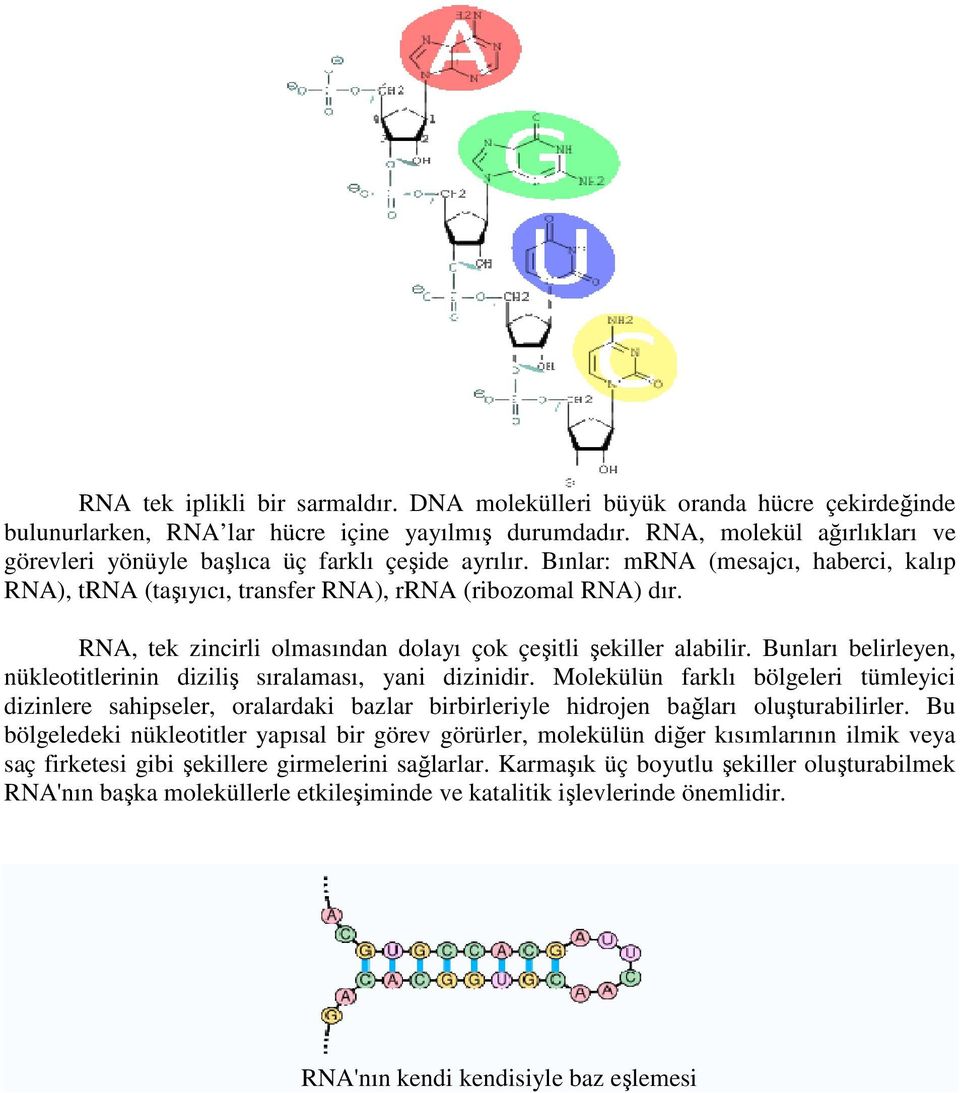RNA, tek zincirli olmasından dolayı çok çeşitli şekiller alabilir. Bunları belirleyen, nükleotitlerinin diziliş sıralaması, yani dizinidir.