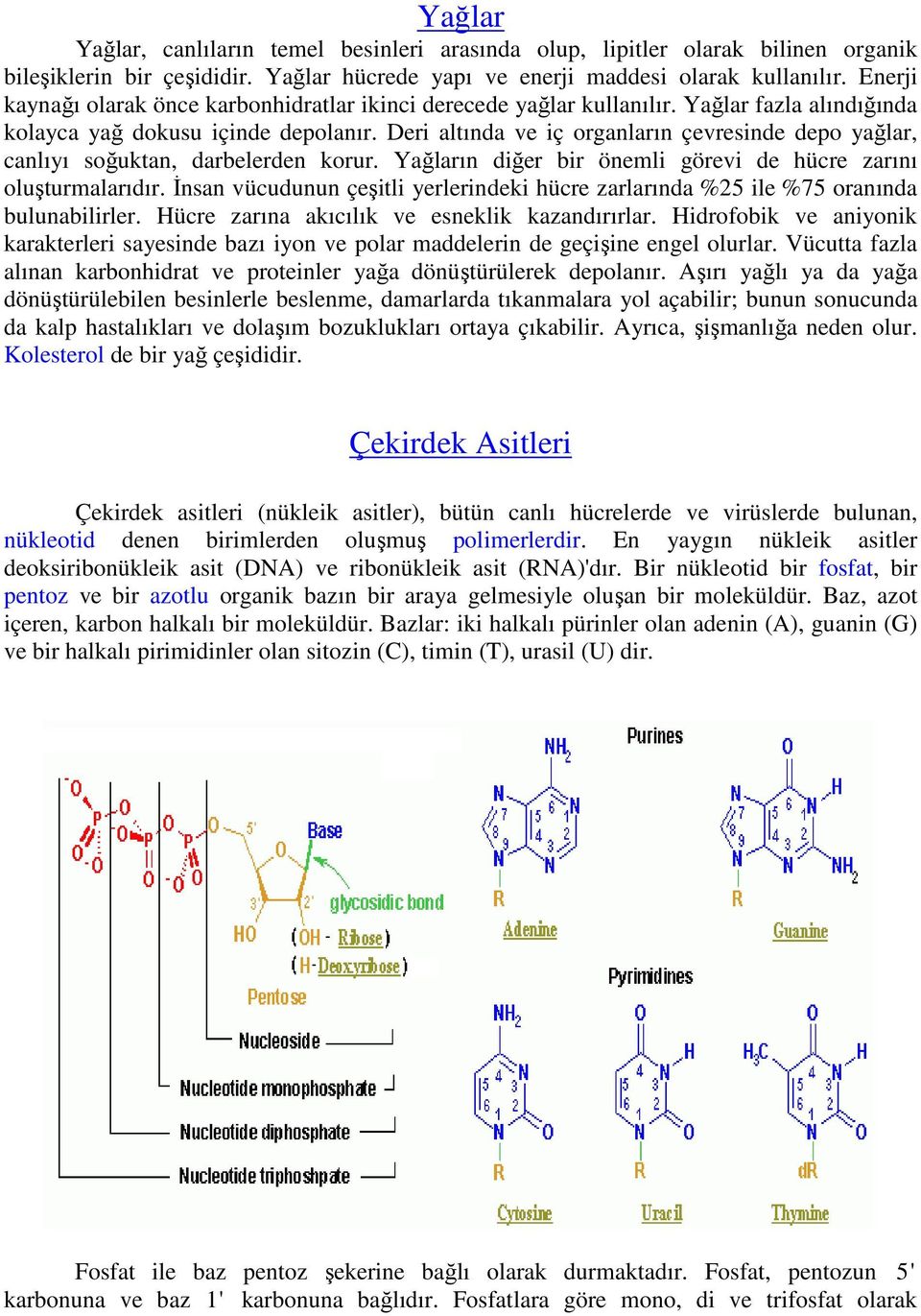 Deri altında ve iç organların çevresinde depo yağlar, canlıyı soğuktan, darbelerden korur. Yağların diğer bir önemli görevi de hücre zarını oluşturmalarıdır.