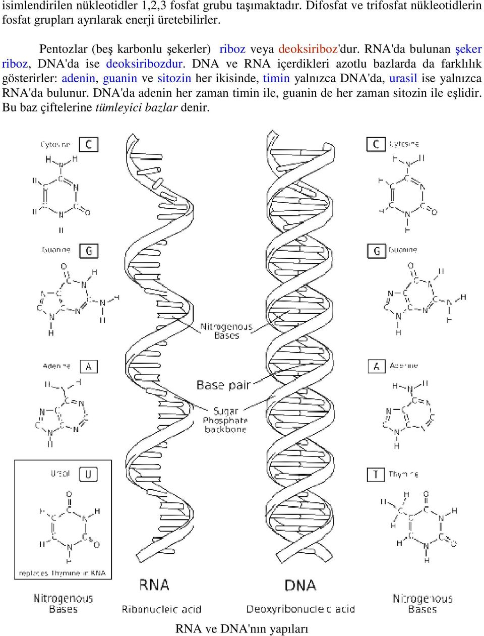 Pentozlar (beş karbonlu şekerler) riboz veya deoksiriboz'dur. RNA'da bulunan şeker riboz, DNA'da ise deoksiribozdur.