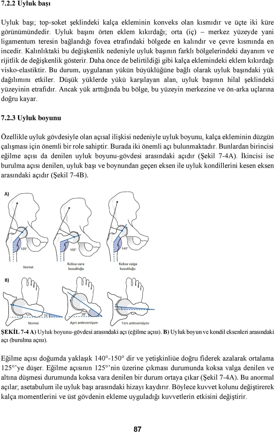 Kalınlıktaki bu değişkenlik nedeniyle uyluk başının farklı bölgelerindeki dayanım ve rijitlik de değişkenlik gösterir.