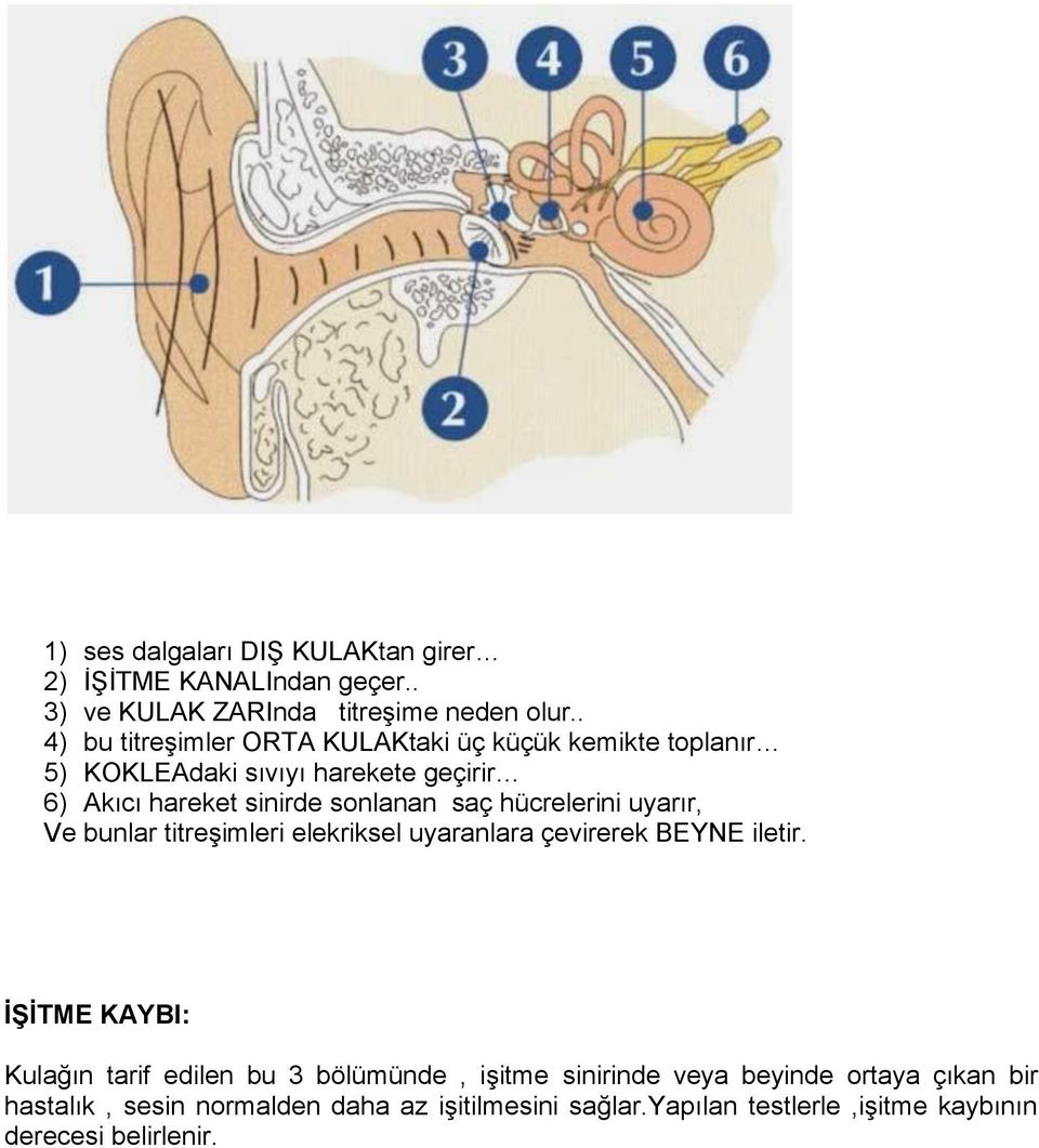 saç hücrelerini uyarır, Ve bunlar titreģimleri elekriksel uyaranlara çevirerek BEYNE iletir.