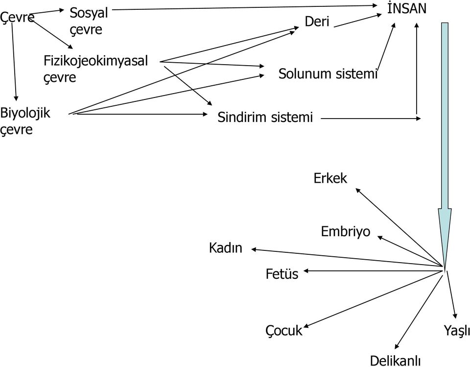 sistemi Biyolojik Sindirim