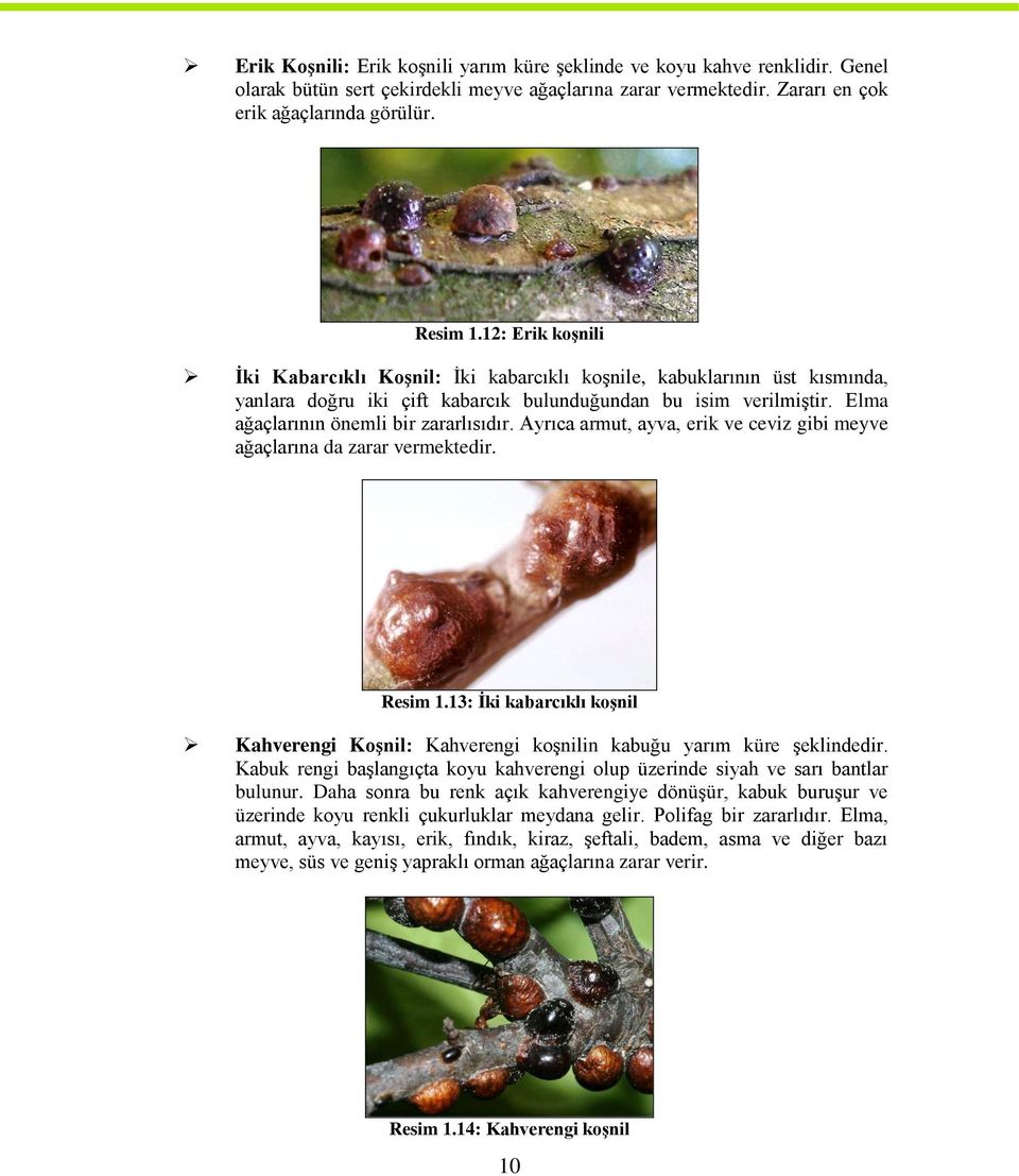 Ayrıca armut, ayva, erik ve ceviz gibi meyve ağaçlarına da zarar vermektedir. Resim 1.13: Ġki kabarcıklı koģnil Kahverengi KoĢnil: Kahverengi koģnilin kabuğu yarım küre Ģeklindedir.