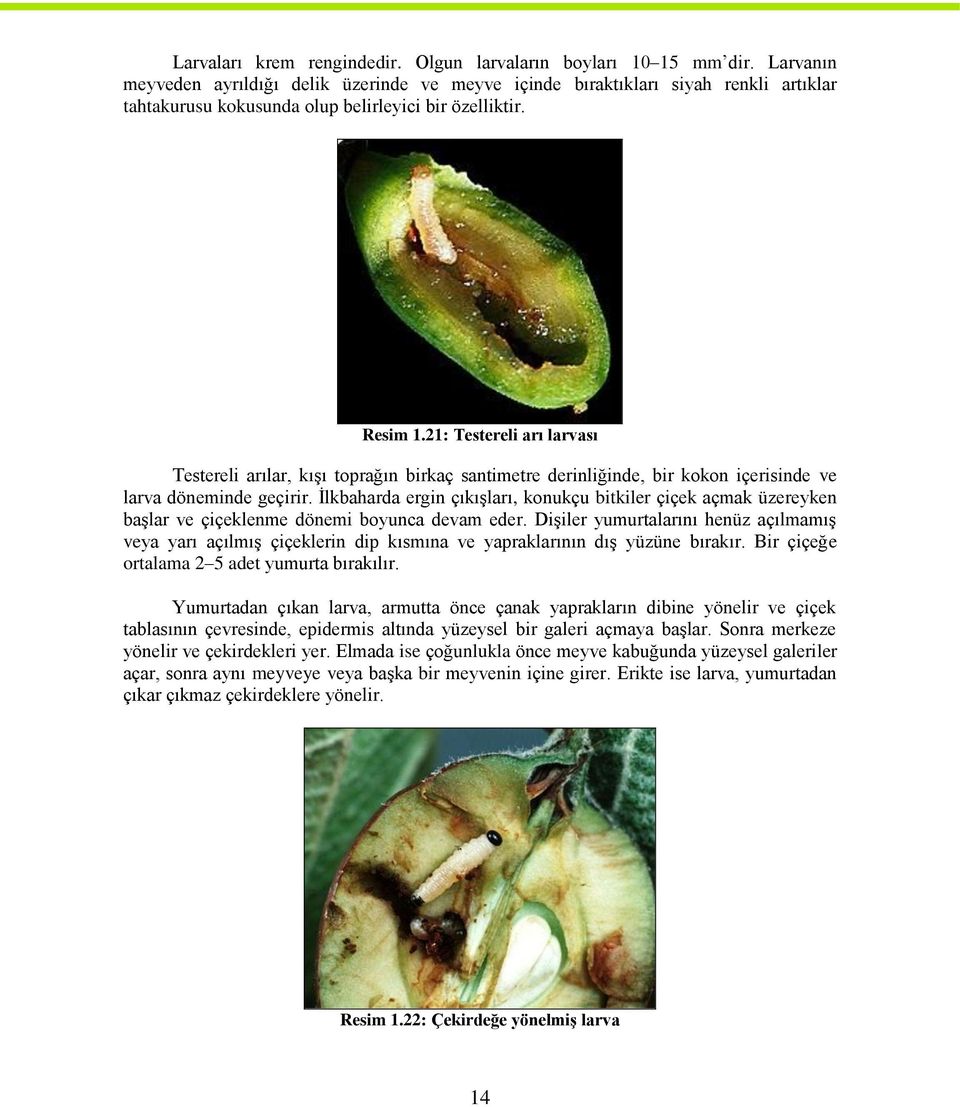 21: Testereli arı larvası Testereli arılar, kıģı toprağın birkaç santimetre derinliğinde, bir kokon içerisinde ve larva döneminde geçirir.