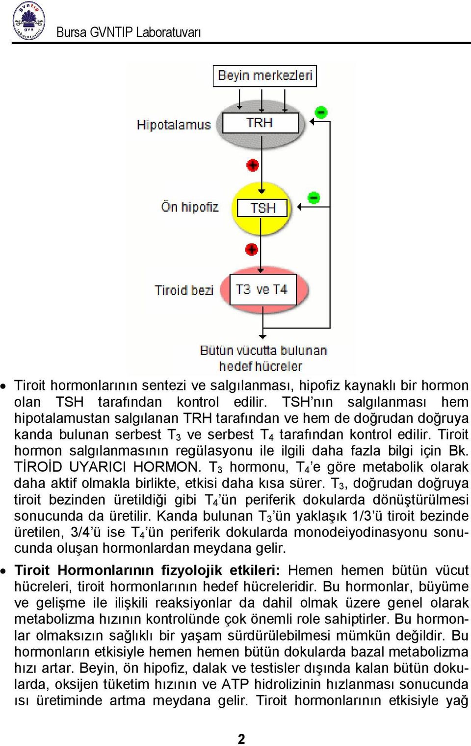 Tiroit hormon salgılanmasının regülasyonu ile ilgili daha fazla bilgi için Bk. TİROİD UYARICI HORMON. T 3 hormonu, T 4 e göre metabolik olarak daha aktif olmakla birlikte, etkisi daha kısa sürer.