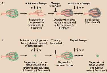A Tümör hücrelerine karşı tedavi Tedavi sonlandırılır Tümör hücrelerine karşı tedavi Duyarlı hücreler ölür (tedaviye yanıt) Duyarsız hücreler artar (tekrar) Tedaviye yanıt vermez (direnç) B Damar