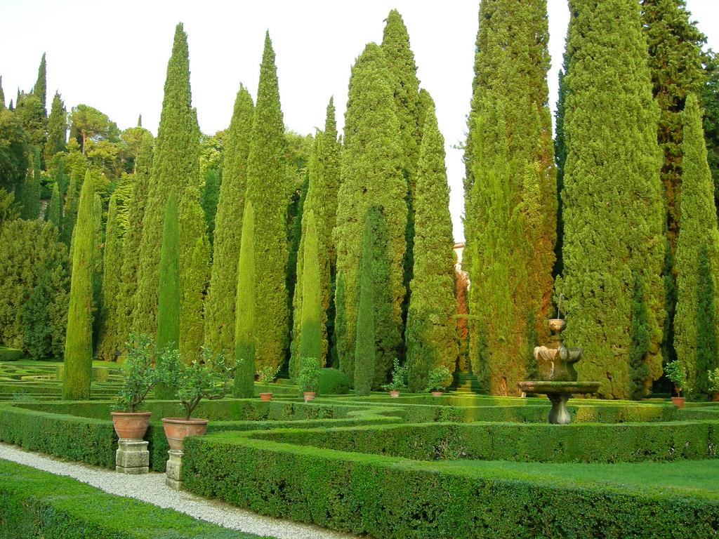 Cupressus