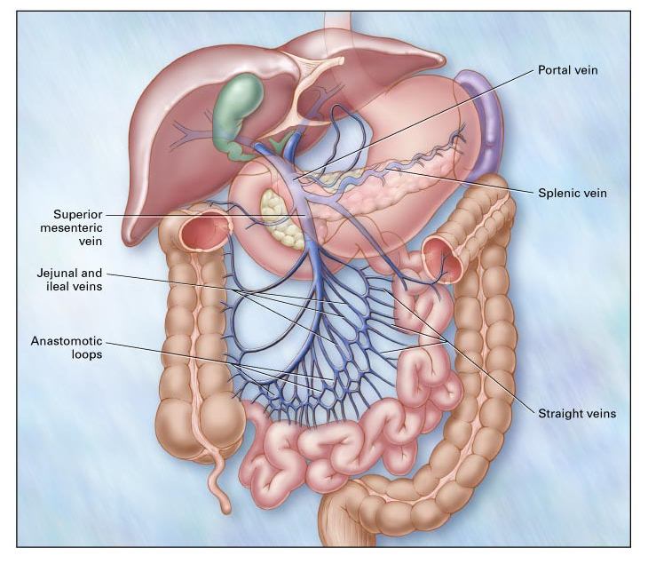 Anatomy