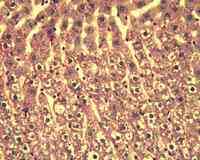 Vardı ve ark. Histoloji ve Embriyoloji izlenen mast hücrelerinin görünümleri kontrollerden farklıydı. Bazı mast hücreleri sitoplazmalarındaki granüllerin çoğunu kaybetmişti (Resim 8).