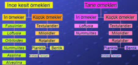 Uygulama Örnekleri 1: Foraminifer Paleontolojisinde Görüntü Analizi Kullanýmý Amaç: Bu çalýþma ile, özellikle titiz ve sabýrlý çalýþmalar gerektiren paleontolojik araþtýrmalarda, halen kullanýlmakta