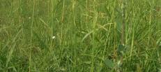 4.1.6.10.Sorghum halepense (L.) Pers. (Kanyaş, Geliç) Çok yıllık, otsu, 50 cm den 200 cm e kadar boylanabilen bir bitkidir. Gövde çok kardeşli ve yaygın habitusludur.