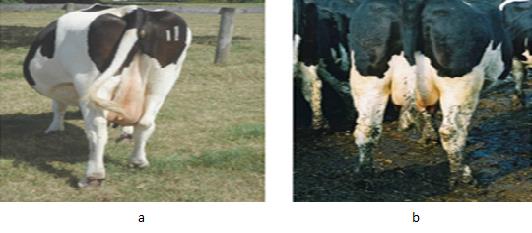 Sütçü Sığırlarda Refah Kalitesi -1 Resim 8. Hayvanların yatma esnasında ekipmanlara çarpma durumunun gözlemlenmesi (10).