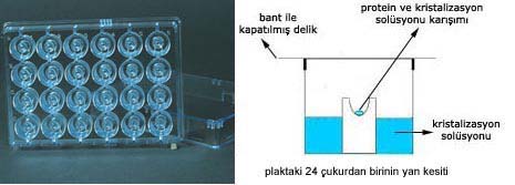 Şekil 2.1. Rekombinant GRA1 proteini ve kristalizasyon solüsyonlarının karıştırıldığı iç içe geçen iki çukurlu plak Rezervuar solüsyon kombinasyonları, 8 çeşit tampon [çeşitli konsantrasyonlarda (0.