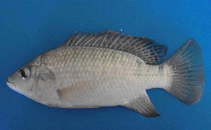 3. MATERYAL VE YÖNTEM Fatmagün SARIHAN Şekil 3.1. Denemede kullanılan tilapia (Oreochromis niloticus L. 1758) 3.1.2.