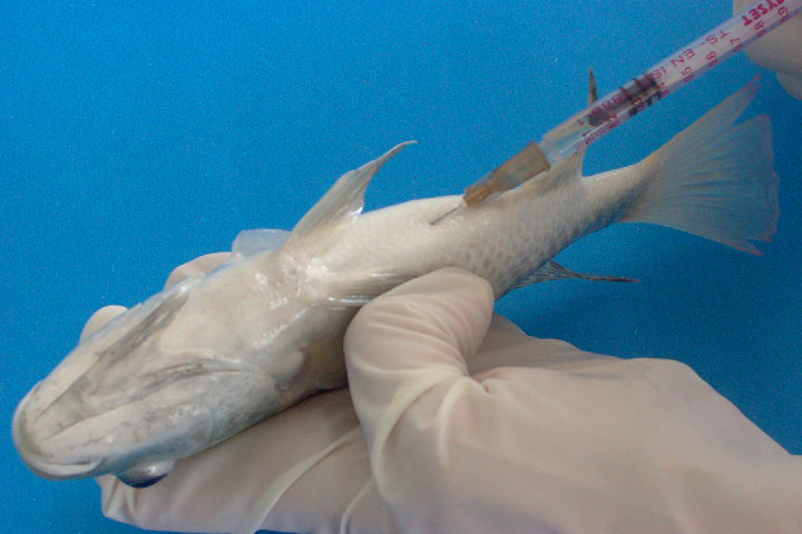 3. MATERYAL VE YÖNTEM Fatmagün SARIHAN 1ml lik enjektör ile intraperitonal olarak, toplam 72 balığa enjekte edilmiştir (Şekil 3.4.).
