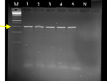 4. BULGULAR VE TARTIŞMA Fatmagün SARIHAN Birinci ve üçüncü denemede, enfekte olan balıklardan re-izole edilen bakteri DNA larının, PCR ile amplifikasyonundan sonra % 2 lik agaroz jel de elektroforez