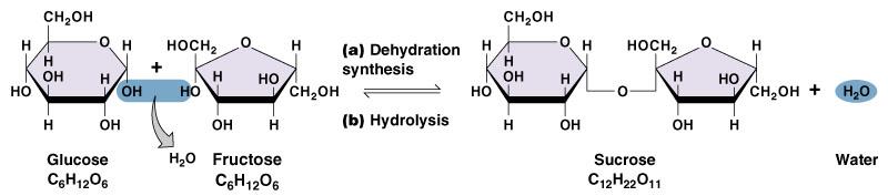 Disakkaridler iki monosakkaridin su kaybetmesi ile oluşur (dehidrasyon sentez)