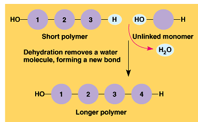 Hücrelerin polimerleri yapması ve yıkması ile ilgili kimyasal mekanizmalar tüm makromoleküller için aynıdır.