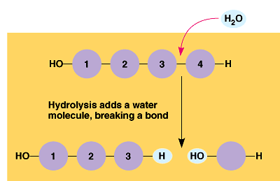 Bir polimerdeki monomerleri bağlayan kovalan bağlar hidroliz ile koparılır.