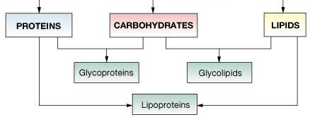 Makromoleküllerin ortaklığı Lipoproteinler (kanın taşınan molekülleri) Glikoproteinler (membran yapısı)