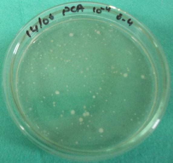 3. 3. 2. Toplam Mezofilik Aerobik Bakteri Sayımı Toplam mezofilik aerobik bakteri sayımı için Plate Count Agar (PCA) (Merck 1.05463) besi yeri kullanılmıştır.