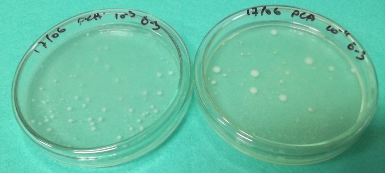 Resim 3.3.3. PCA besi yerinde 10-3 ve 10-4 dilüsyonlarından üreyen koloniler 3. 3. 3. Laktobasil Grubu Bakteri Sayımı Laktobasil grubu bakteri sayımı için DE MAN, ROGOSA and SHARPE (MRS) Agar (Merck 1.
