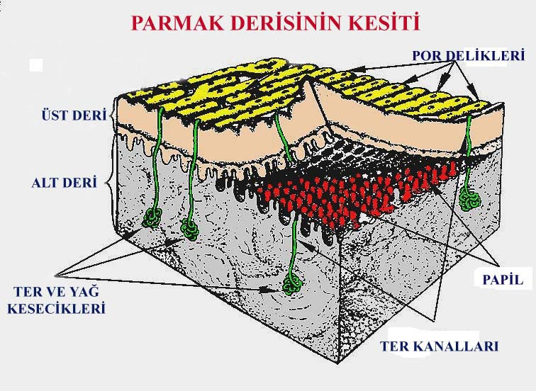 11 çıkış deliklerinin (porların) yan yana bir yükseklik halinde dizilmelerinden oluşmuştur. Parmakizinin oluşmasını sağlayan bu deliklere Por Delikleri denilmektedir.