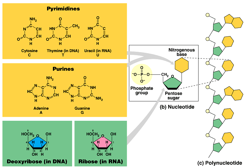 Pirimidinler Nükleotid