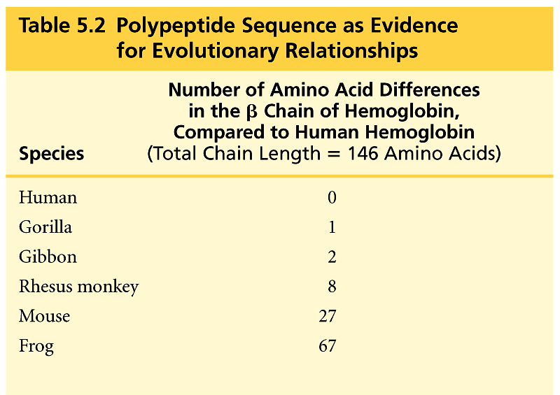 Evolüsyoner ilişkiyi açıklayıcı olarak polipeptid dizisi Türler İnsan ile karşılaştırıldığında, Hb in β