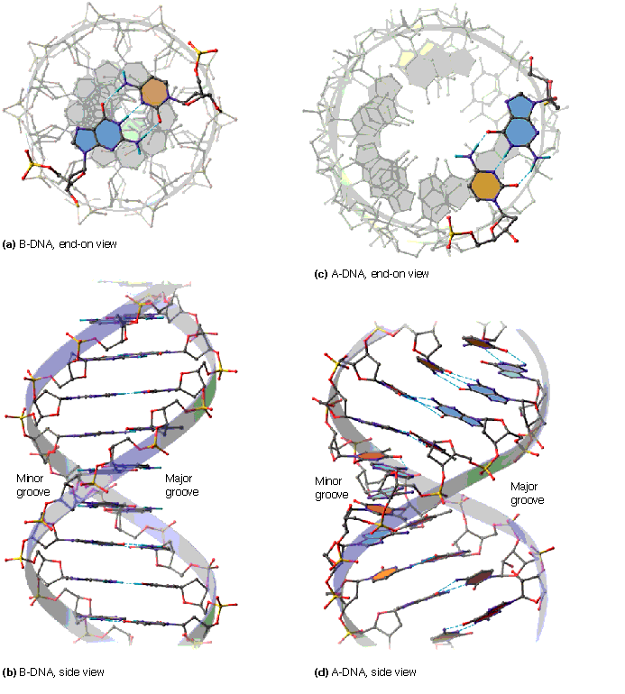 Çift DNA nın B ve A formlarının karşılaştırılması Büyük yiv dar ve derin major groove Büyük yiv wide geniş and ve derin deep