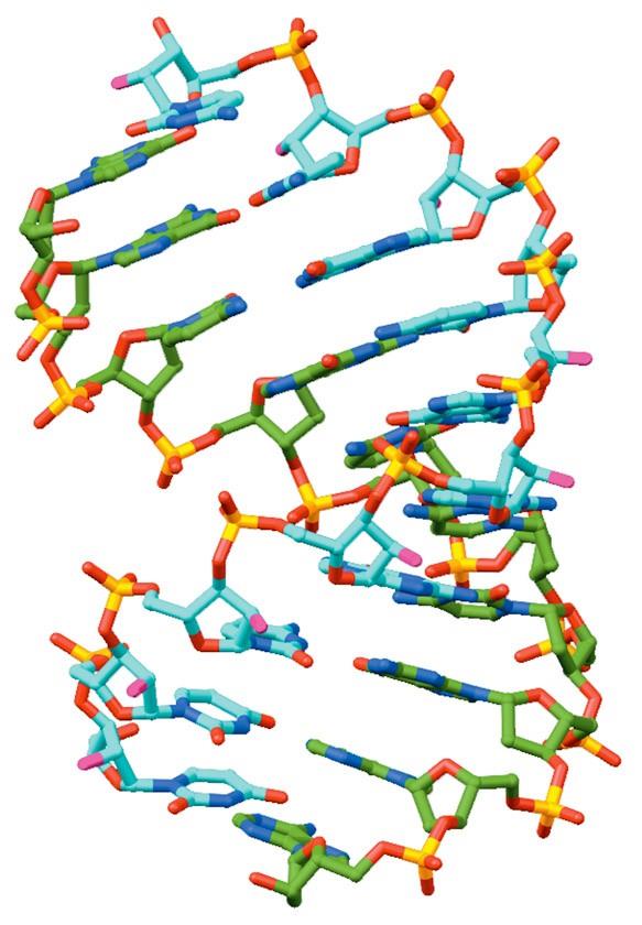 RNA-DNA hibrid Çift sarmal RNA ve RNA-DNA çiftleri A DNA benzeri bir konformasyon yada A ve B DNA arası