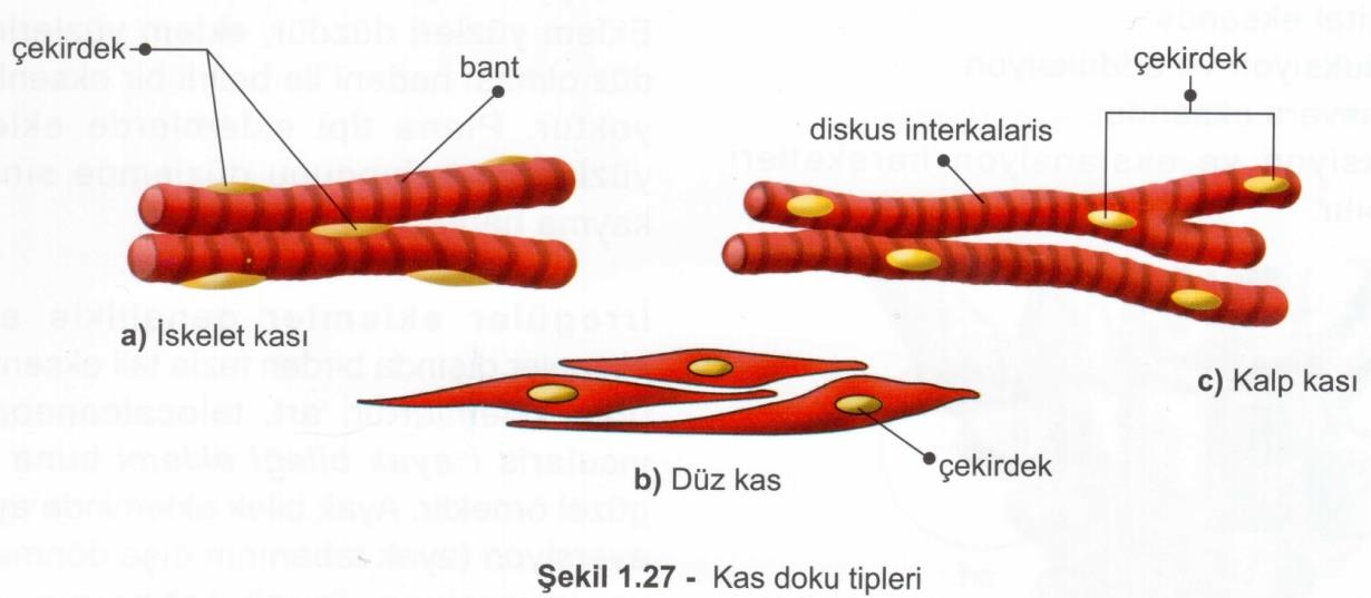 Kas Kas doku üç tiptir. Bunlar; 1.