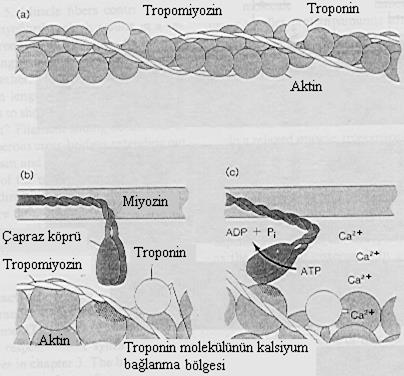 Kas İskelet kaslarının mikroskobik yapısı a) aktin molekülünün yapısı.