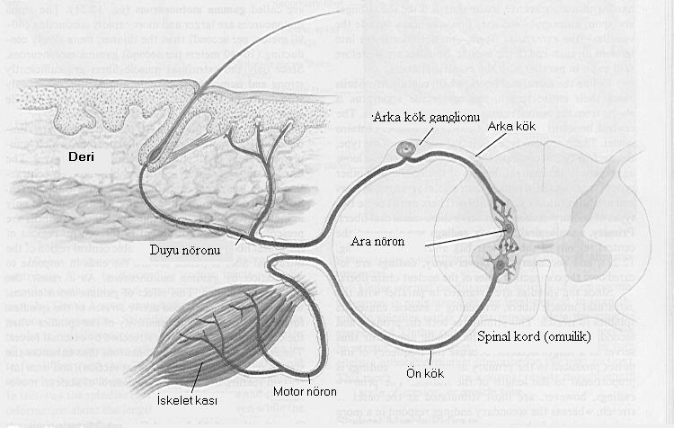 Kas İskelet kaslarının uyarılması Omurilik düzeyinde, bir duyu