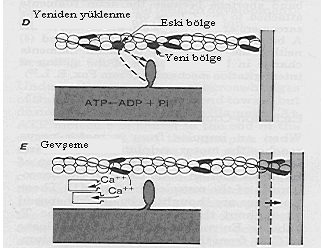 Kas İskelet kaslarında kasılma