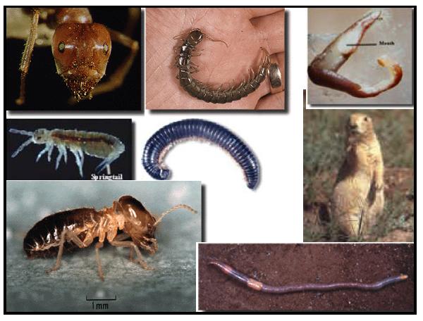 Biyolojik Etmenler Kurtçuklar, böcekler ve solucanlar toprak